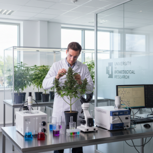 一位穿著白袍的科學家，戴著眼鏡，在現代化的實驗室中仔細觀察一株生長茂盛的台灣大麻植物。他輕輕觸摸植物的葉片，背景可見其他大麻植株在培養箱中，桌面擺滿了燒杯、試管、顯微鏡和各種精密儀器，營造出專注於台灣大麻研究的氛圍。